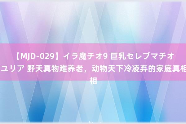 【MJD-029】イラ魔チオ9 巨乳セレブマチオ ユリア 野天真物难养老，动物天下冷凌弃的家庭真相