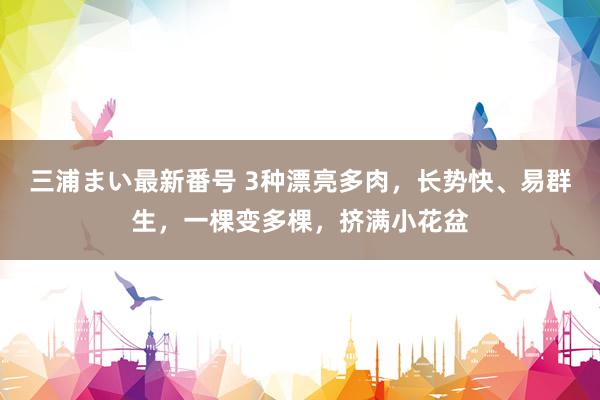 三浦まい最新番号 3种漂亮多肉，长势快、易群生，一棵变多棵，挤满小花盆